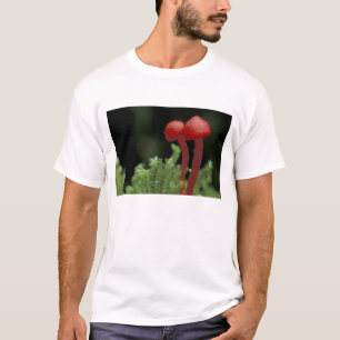 Zentralamerika, Panama, Provinz Chiriqui, 2 T-Shirt