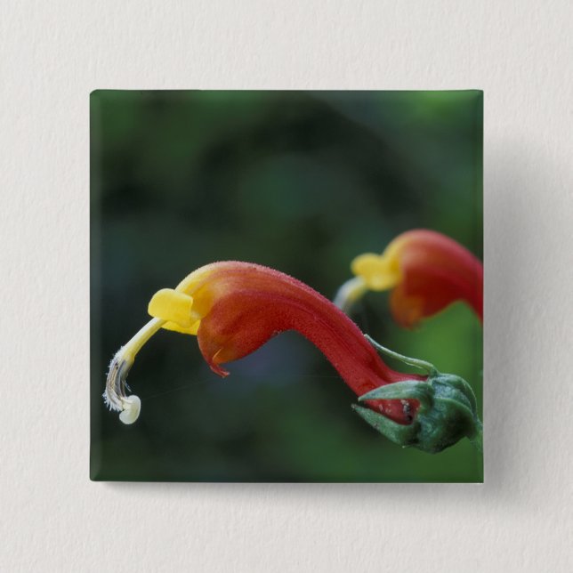 Zentralamerika, Panama, Provinz Chiriqui, Button (Vorderseite)
