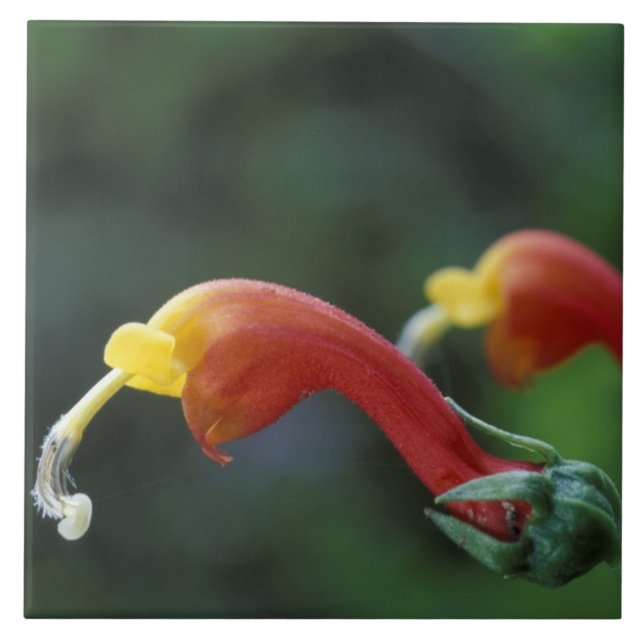 Zentralamerika, Panama, Provinz Chiriqui, Fliese (Vorderseite)