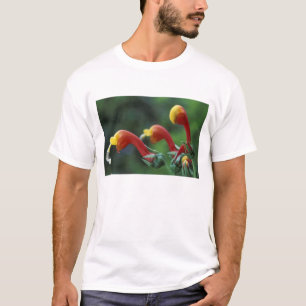 Zentralamerika, Panama, Provinz Chiriqui, T-Shirt