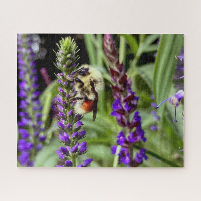 Zentralblume mit blühender Speedwell-Pflanze Puzzle (Horizontal)