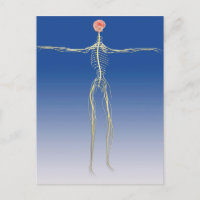 Zentrales Nervensystem mit menschlichem Gehirn