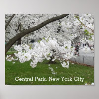Zentralpark New York Blühender Baum im Frühjahr