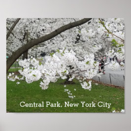 Zentralpark New York Blühender Baum im Frühjahr Poster
