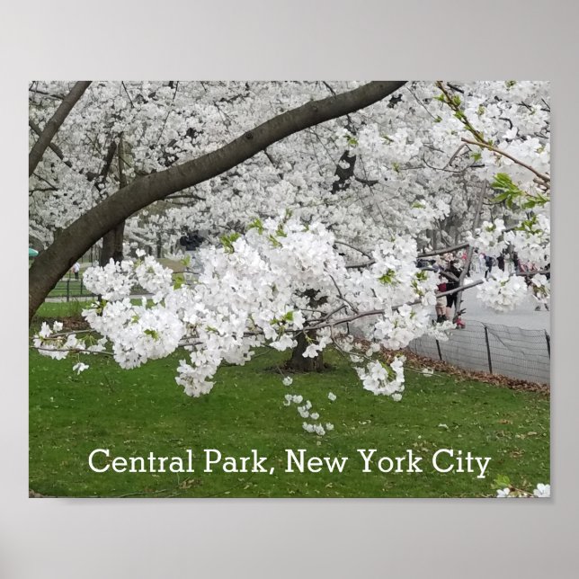 Zentralpark New York Blühender Baum im Frühjahr Poster (Vorne)