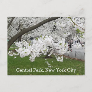 Zentralpark New York Blühender Baum im Frühjahr Postkarte