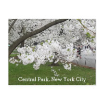 Zentralpark New York Blühender Baum im Frühjahr