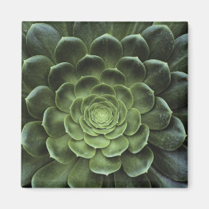 Zentrum der Kaktus Magnet