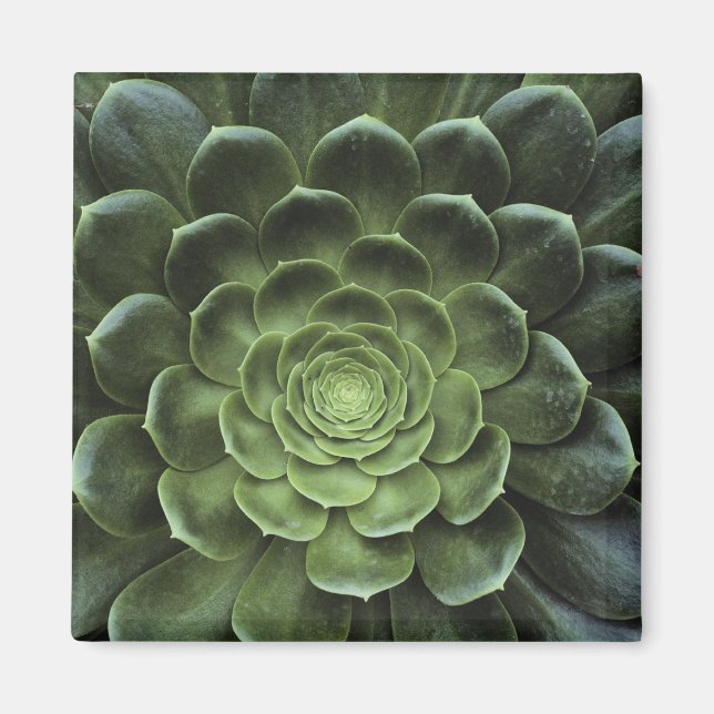 Zentrum der Kaktus Magnet (Vorne)