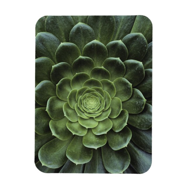 Zentrum der Kaktus Magnet (Vertikal)