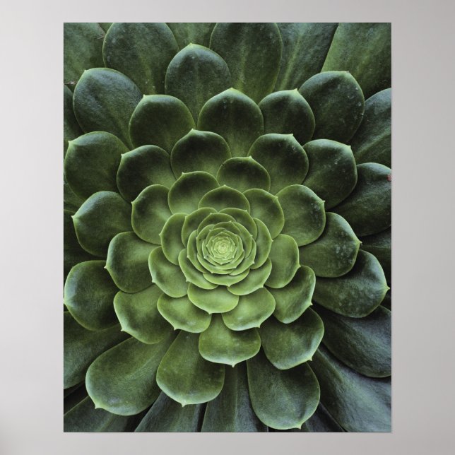 Zentrum der Kaktus Poster (Vorne)
