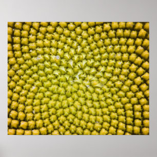 Zentrum der Riesenblume (Helianthus annuus) Poster