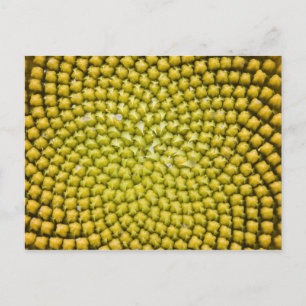 Zentrum einer riesigen Sonnenblume (Helianthus ann Postkarte
