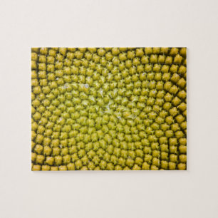 Zentrum einer riesigen Sonnenblume (Helianthus ann Puzzle