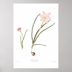 Zephyranthes Poster