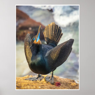 Zeremonie des Meeres: Kormoran in Display-Foto Poster