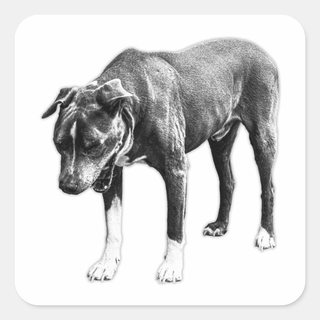 Zero Filter - Kopf-an-Hund-Yawn Quadratischer Aufkleber (Vorderseite)