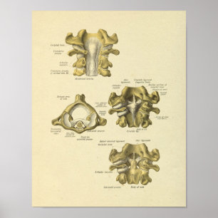Zervikale Wirbel-Anatomie-spinaler Knochen-Druck Poster