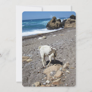 Ziege auf der Beach Flat Holiday Card Feiertagskarte