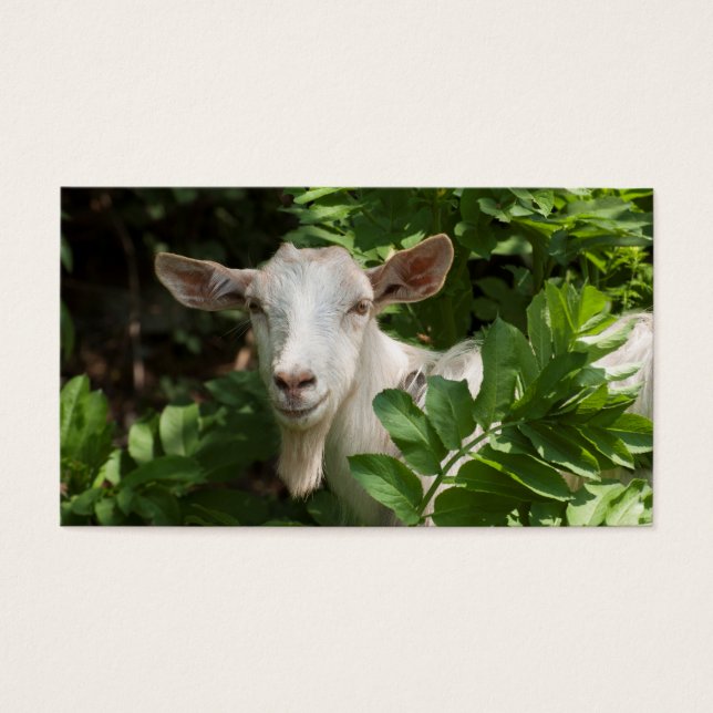 Ziege, die Kamera ansieht (Vorderseite)