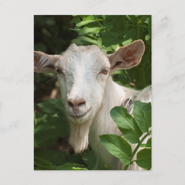 Ziege, die Kamera ansieht Postkarte (Vorderseite)