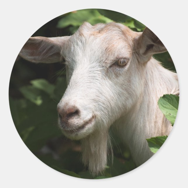 Ziege, die Kamera ansieht Runder Aufkleber (Vorderseite)