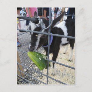 Ziege, die saure Gurke isst Postkarte