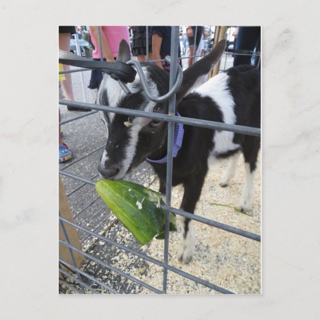 Ziege, die saure Gurke isst Postkarte (Vorderseite)