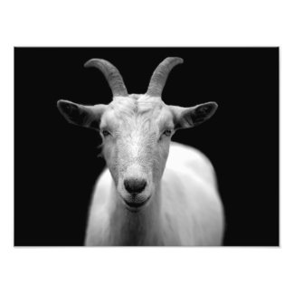 Ziege Fotodruck