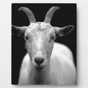 Ziege Fotoplatte
