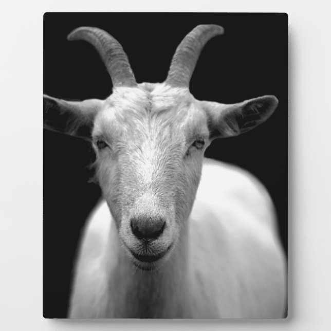 Ziege Fotoplatte (Vorderseite)