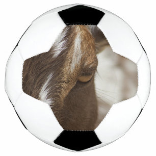 Ziege Fußball