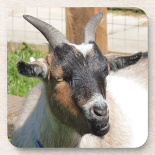 ZIEGE GETRÄNKEUNTERSETZER