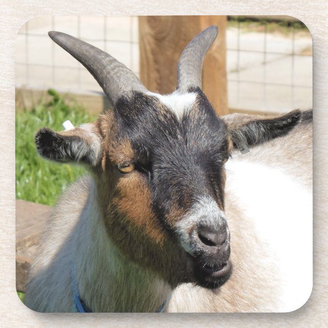 ZIEGE GETRÄNKEUNTERSETZER (Vorderseite)