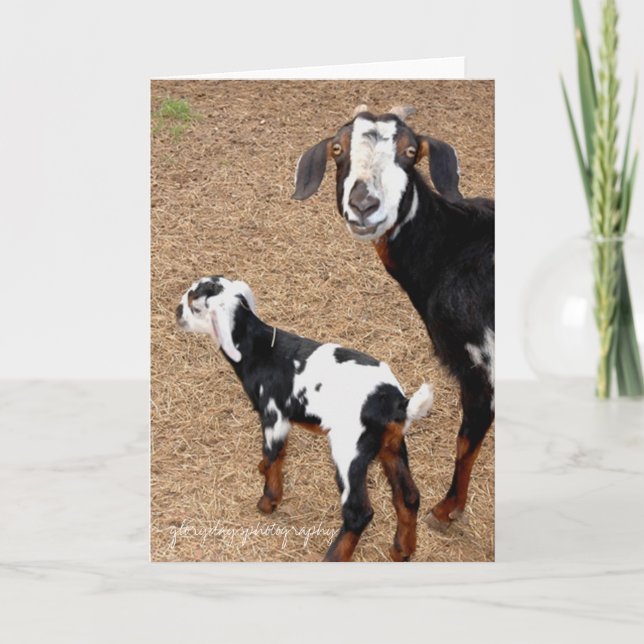 Ziege, glorydaysphotography karte (Vorderseite)