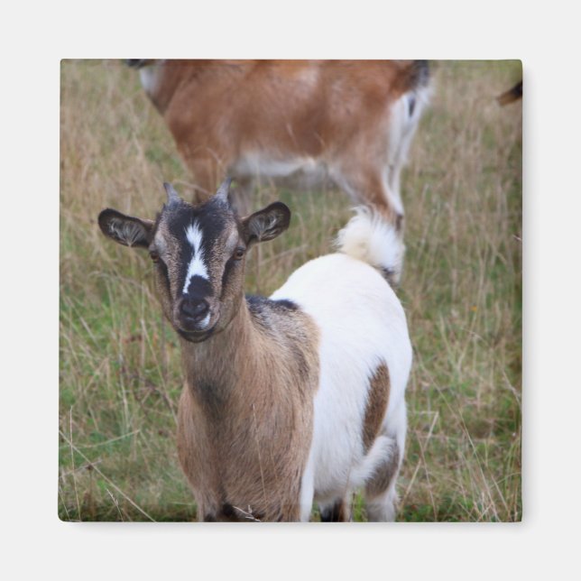 Ziege in einem Feld Magnet (Vorne)