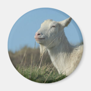 Ziege Magnet