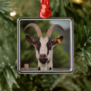 Ziege mit Horns Stehend gegen Zaun Silbernes Ornament