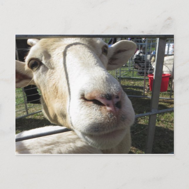 Ziege Nah hoch Postkarte (Vorderseite)