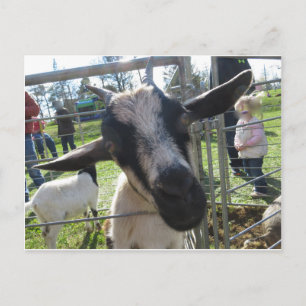 Ziege Postkarte