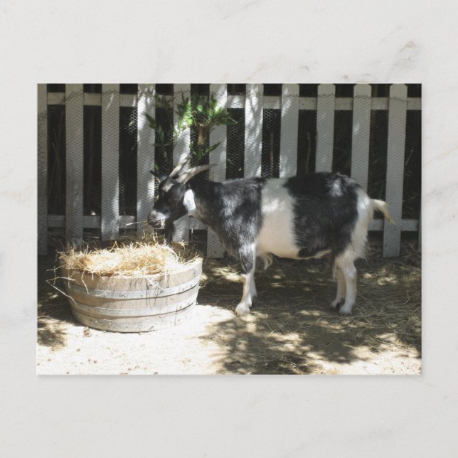 Ziege Postkarte (Vorderseite)