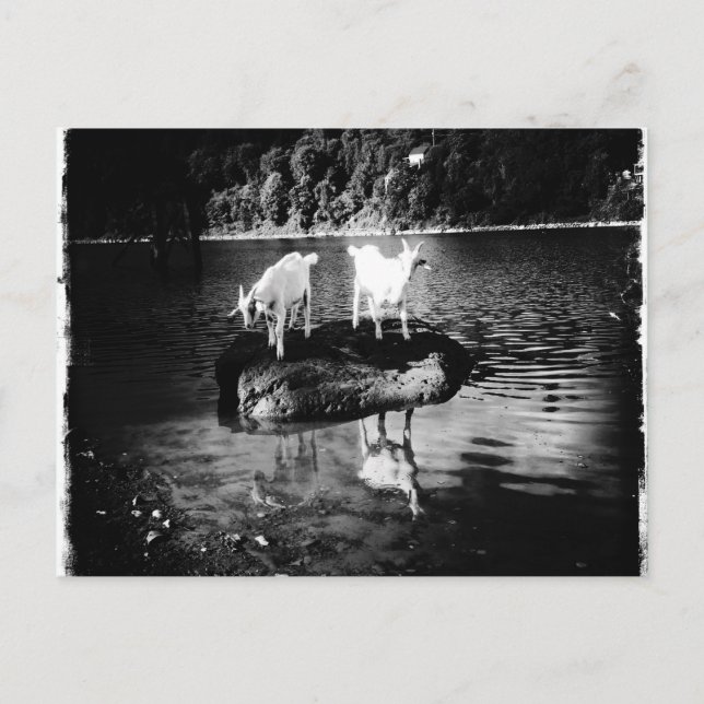 Ziege Power Postkarte (Vorderseite)