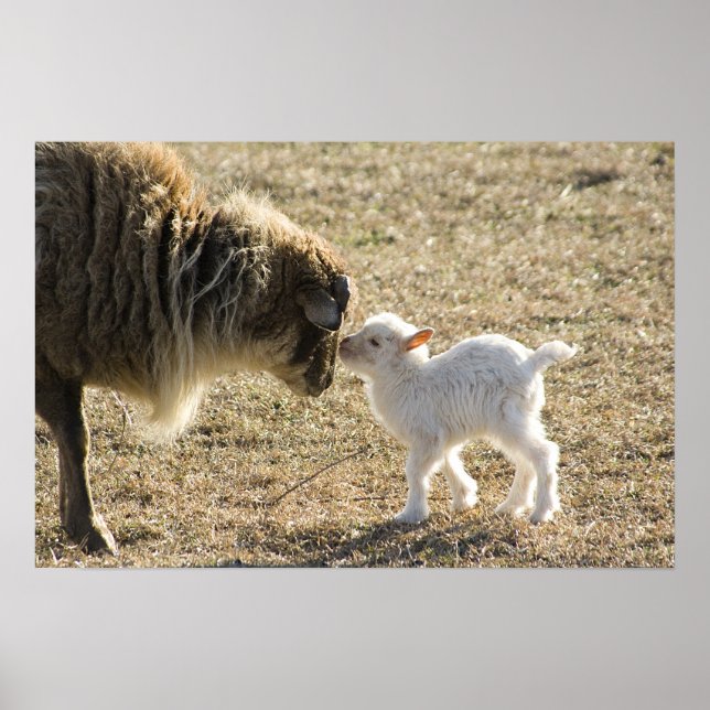 Ziege und ihr Baby Print Poster (Vorne)