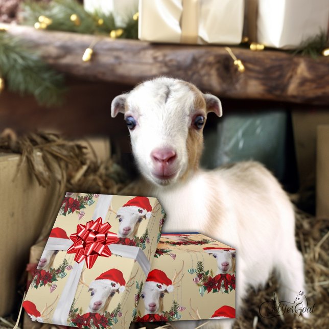 Ziege Weihnachten Adorable LaMancha Kind in Antler Geschenkpapier (Von Creator hochgeladen)