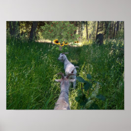 Ziegen auf der Weide mit viel Gras Poster