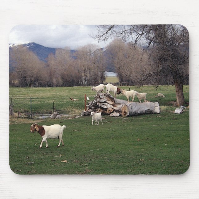 Ziegen auf einem Klotz Mousepad (Vorne)