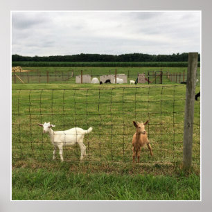 Ziegen auf einem landwirtschaftlichen Betrieb Poster