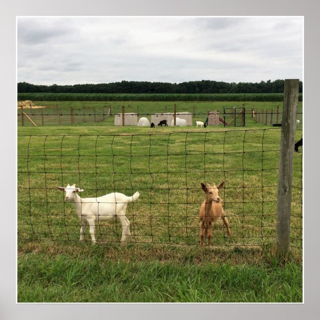 Ziegen auf einem landwirtschaftlichen Betrieb Poster (Vorne)