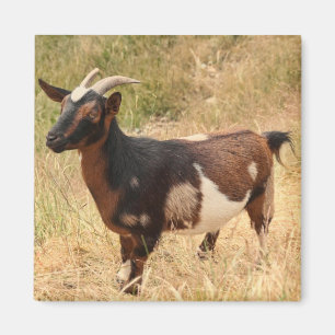 Ziegen-Bild Magnet
