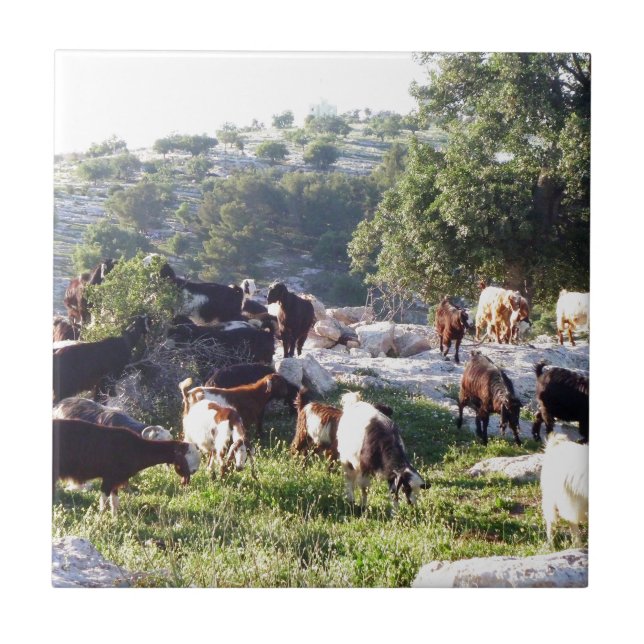 Ziegen Fliese (Vorderseite)